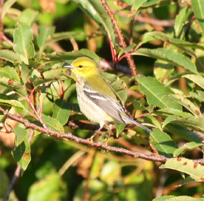 Black-throated Green Warbler