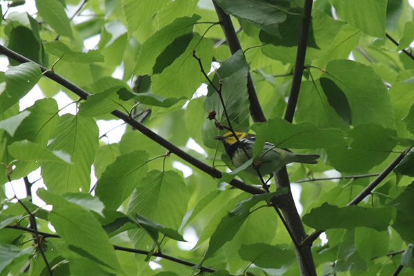 Black-throated Green Warbler