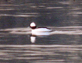 Bufflehead