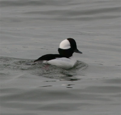 Bufflehead