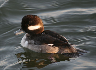 Bufflehead