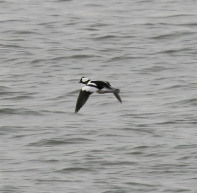 Bufflehead