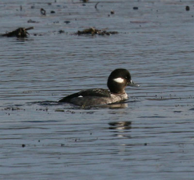 Female Bufflehead