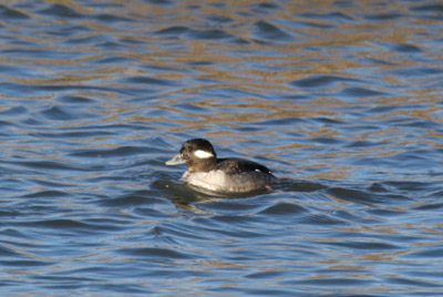 Female Bufflehead