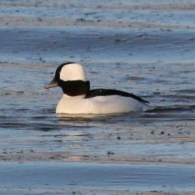 Bufflehead