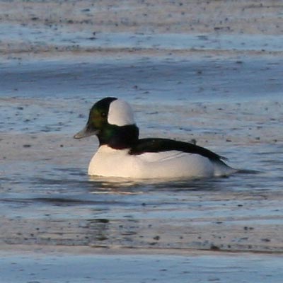 Bufflehead