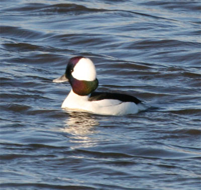 Bufflehead