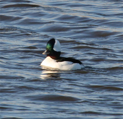 Bufflehead