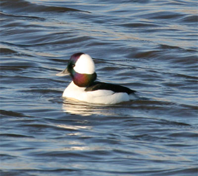 Bufflehead