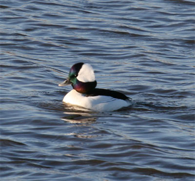 Bufflehead