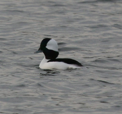 Bufflehead