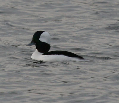 Bufflehead