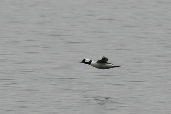 Bufflehead Flying