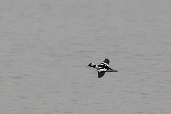 Bufflehead Flying