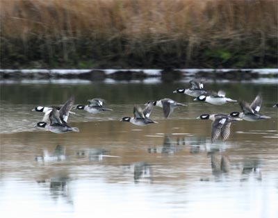 Bufflehead