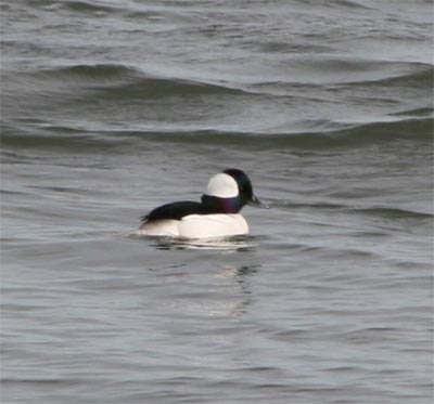 Bufflehead