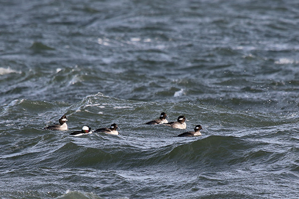 Bufflehead