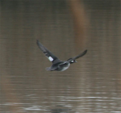 Bufflehead flying