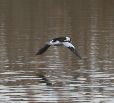 Bufflehead flying