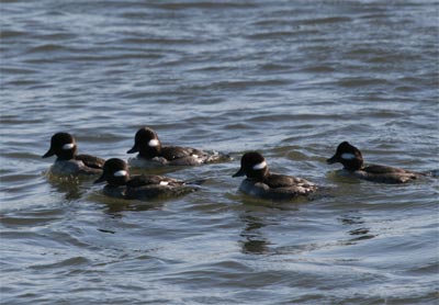 Bufflehead Group