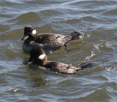 Bufflehead Group