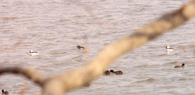 Buffleheads