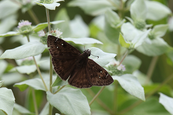 Horace's Duskywing