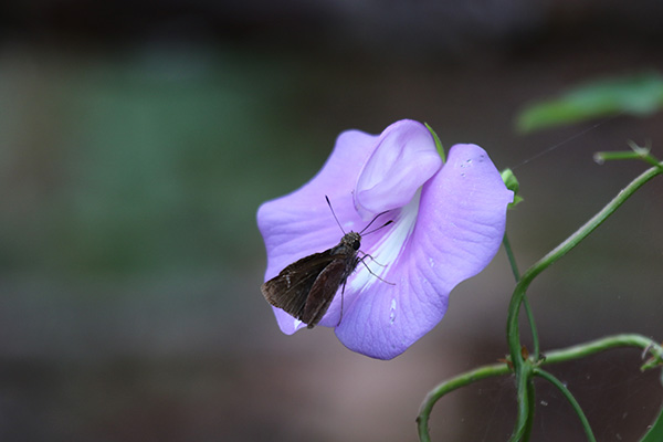 Clouded Skipper