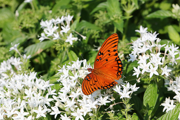 Gulf Fritillary