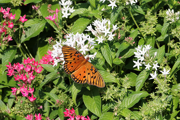 Gulf Fritillary