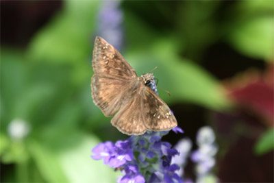 Horace's Duskywing