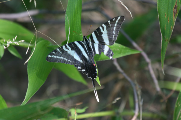 Worn Zebra Swallowtail