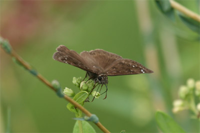 Horace's Duskywing