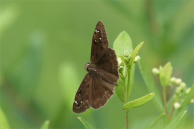 Horace's Duskywing