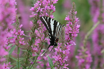 Zebra Swallowtail