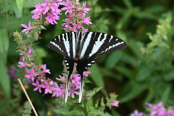 Zebra Swallowtail