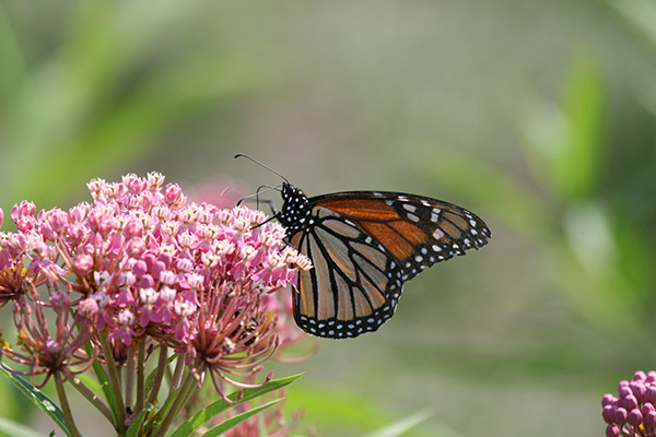 butterfly4160