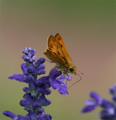 Fiery Skipper?