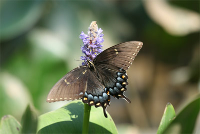 Dark Female Tiger Swallowtail