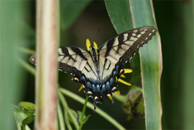 Yellow Female Tiger Swallowtail