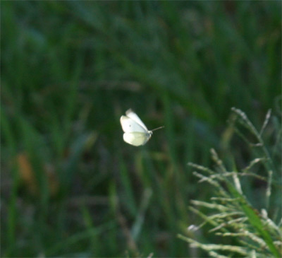 Cabbage White in Flight