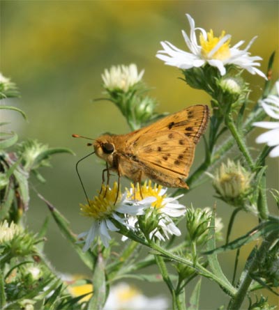 Fiery Skipper