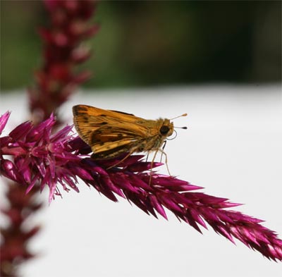 Fiery Skipper