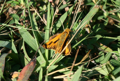 Fiery Skipper