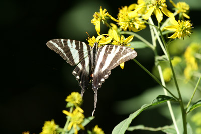 Zebra Swallowtail
