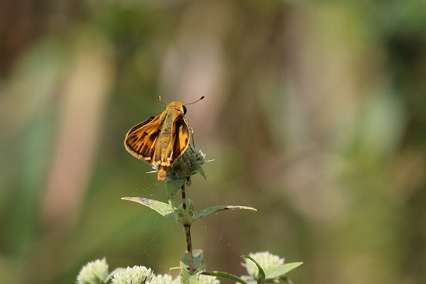 Fiery Skipper