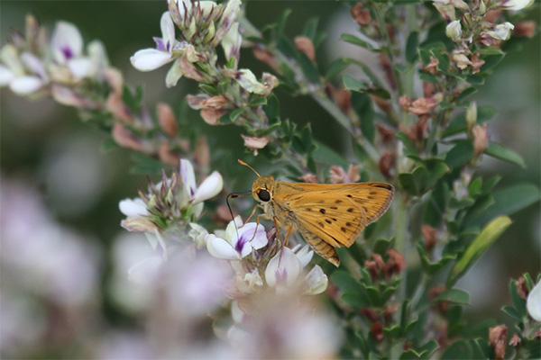 Fiery Skipper