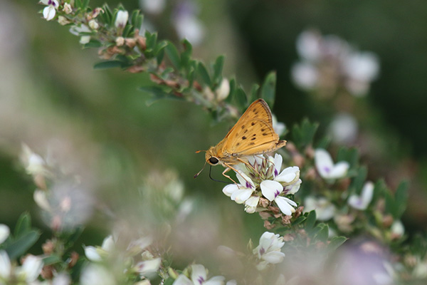 Fiery Skipper