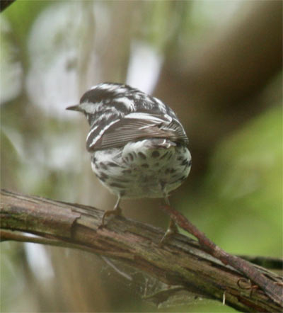 Black and White Warbler