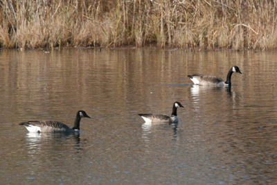 Cackling Goose